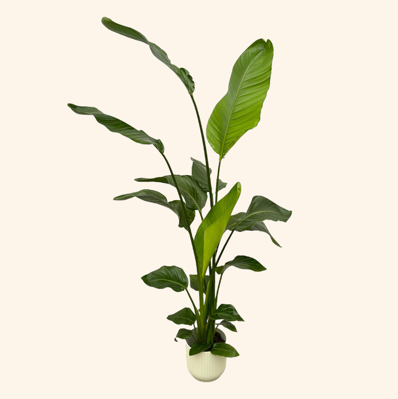 Strelitzia Nicolai | Elho Vibes Fold Round wit