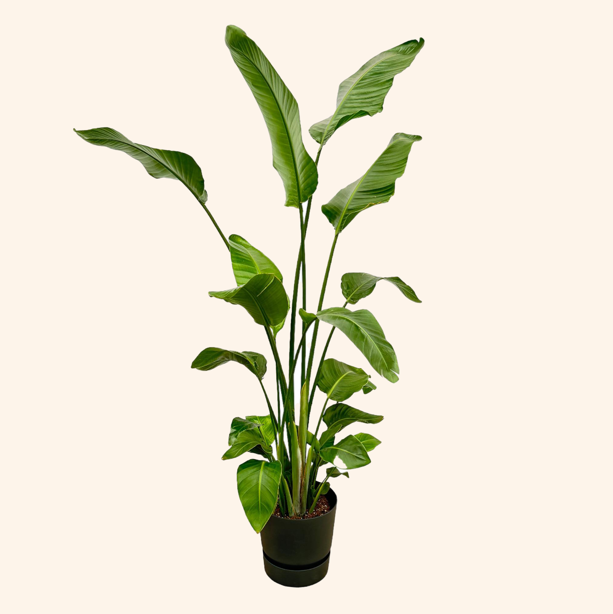 Strelitzia Nicolai | Elho Greenville Round zwart