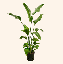 Strelitzia Nicolai | Elho Greenville Round zwart