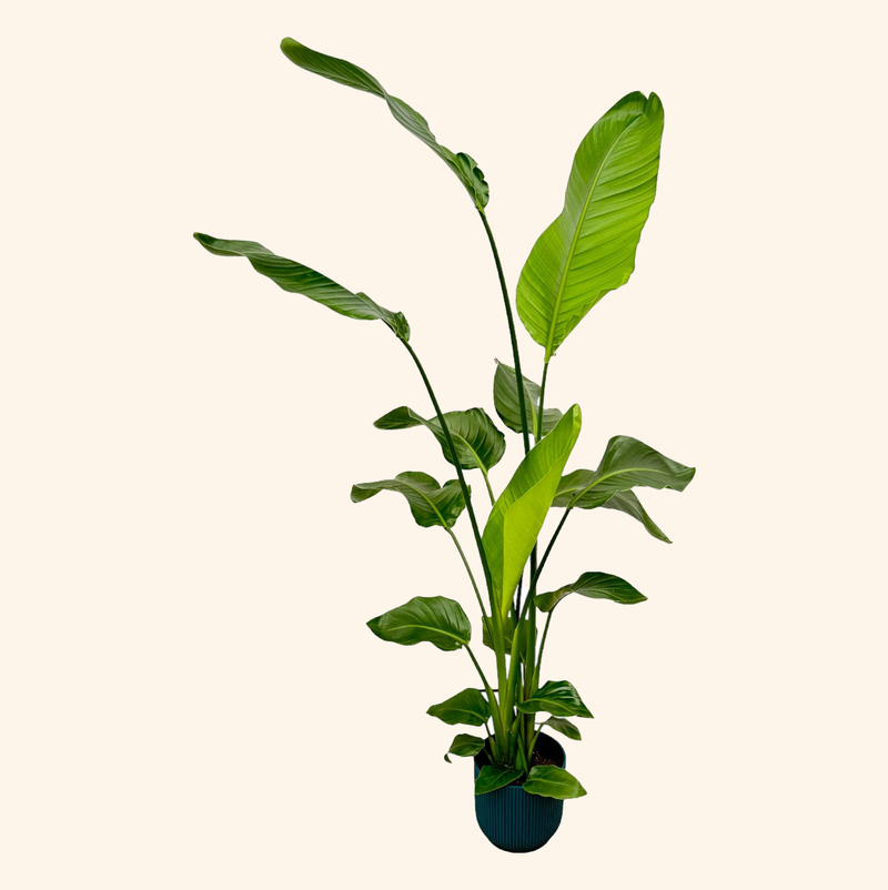 Strelitzia Nicolai | Elho Vibes Fold Round blauw