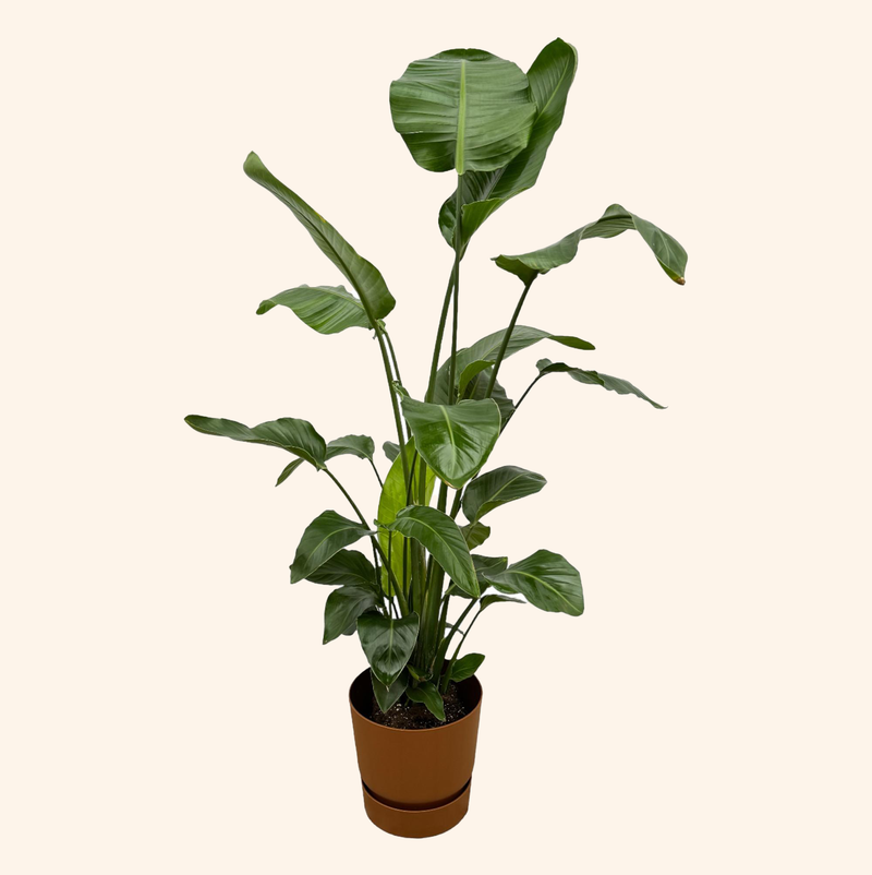 Strelitzia Nicolai | Elho Greenville Round bruin