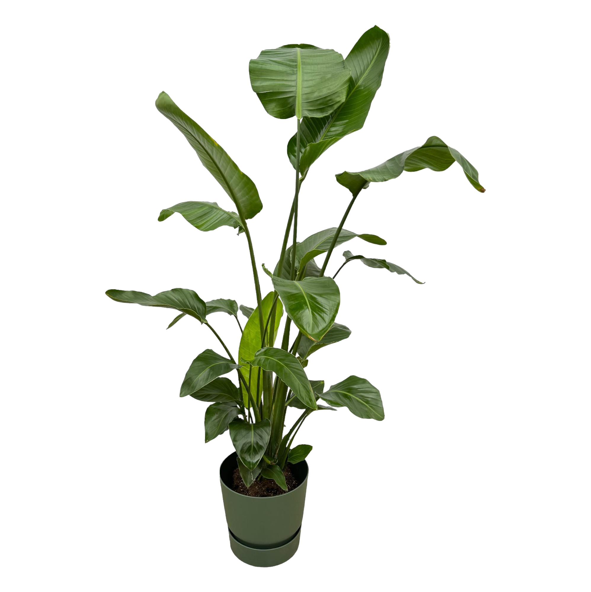 Strelitzia Nicolai | Elho Greenville Round groen