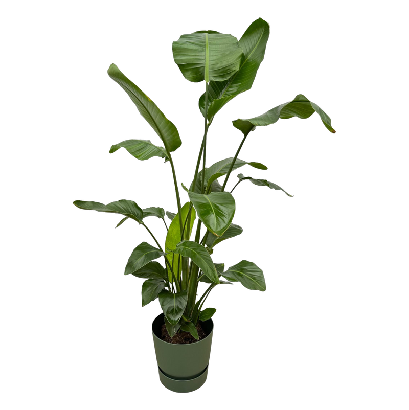 Strelitzia Nicolai | Elho Greenville Round groen