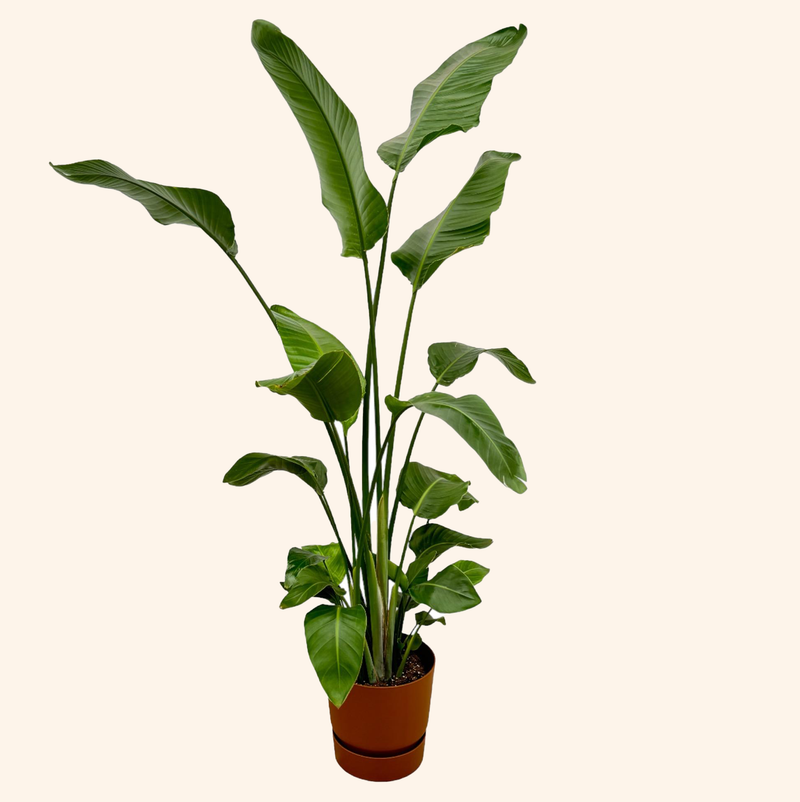 Strelitzia Nicolai | Elho Greenville Round bruin