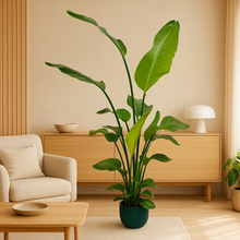 Strelitzia Nicolai | Elho Vibes Fold Round blauw