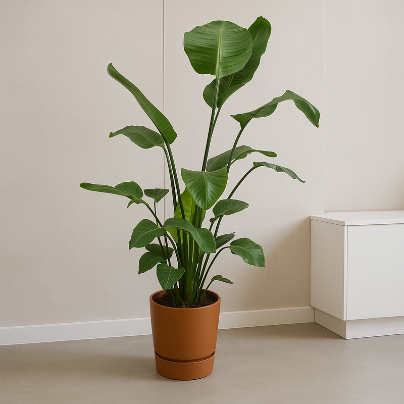 Strelitzia Nicolai | Elho Greenville Round bruin