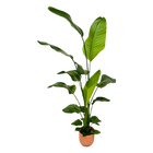 Strelitzia Nicolai | Elho Vibes Fold Round roze