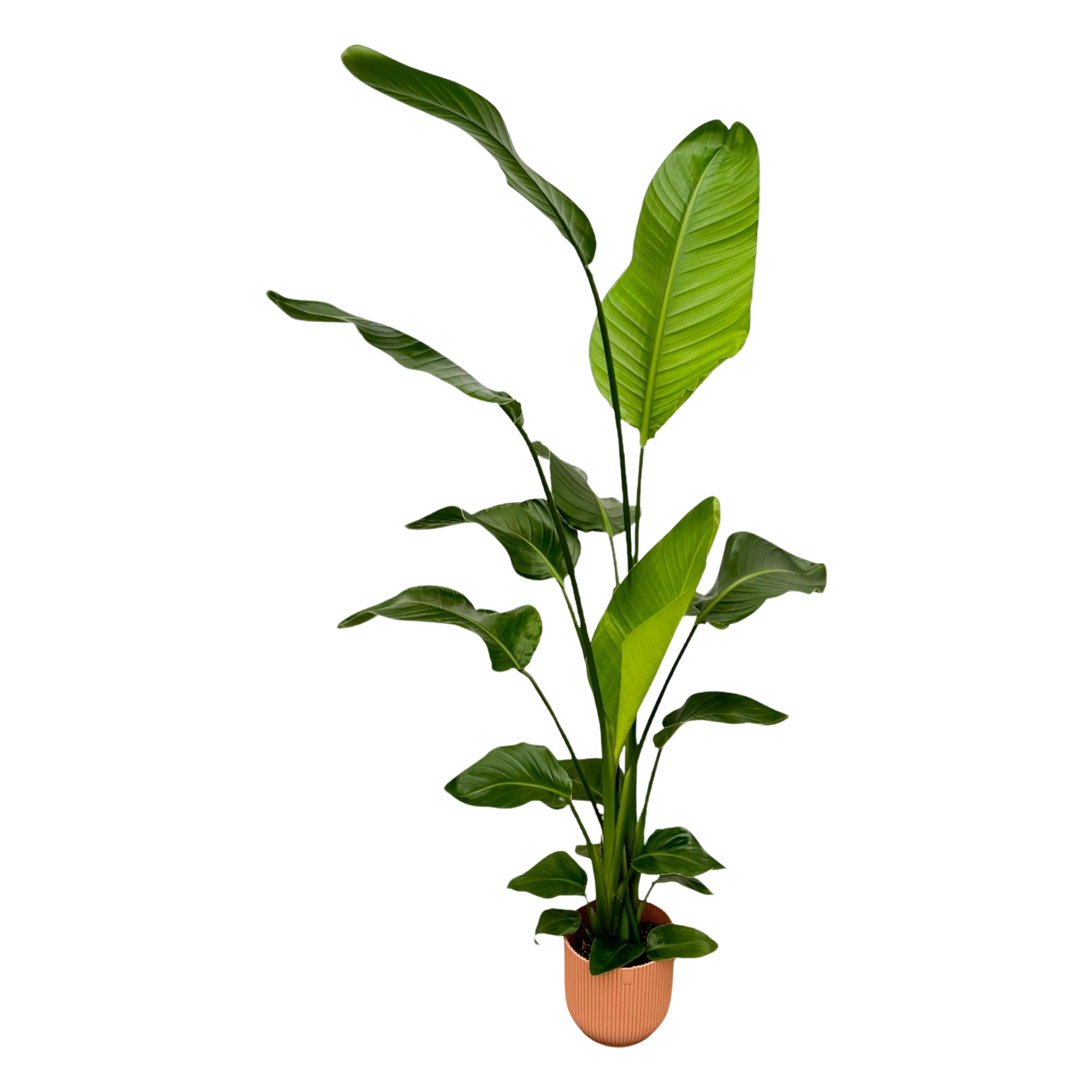 Strelitzia Nicolai | Elho Vibes Fold Round roze