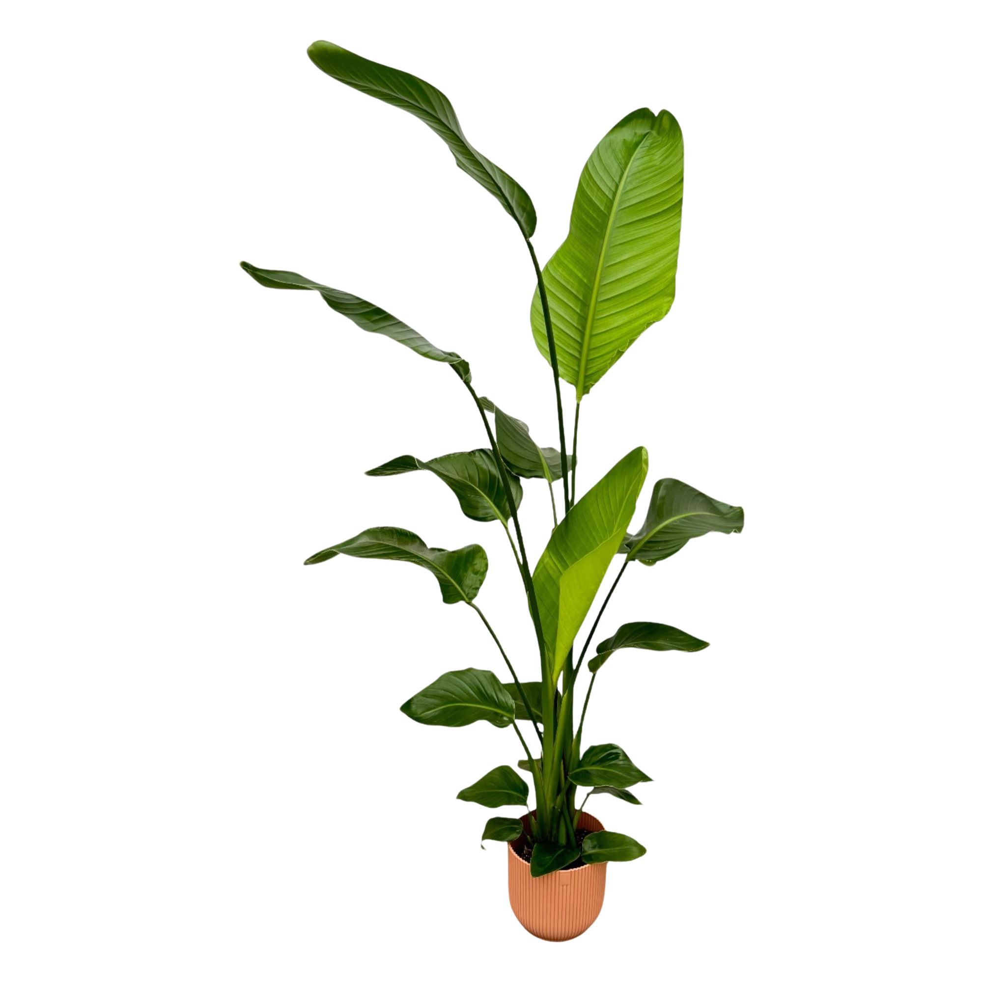 Strelitzia Nicolai | Elho Vibes Fold Round roze