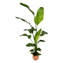 Strelitzia Nicolai | Elho Vibes Fold Round roze