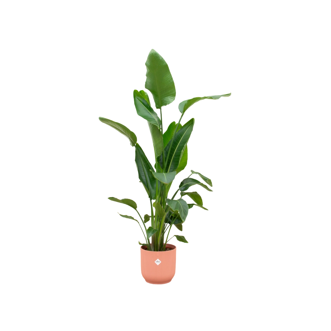 Strelitzia Nicolai | Elho Vibes Fold Round roze