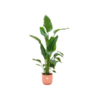 Strelitzia Nicolai | Elho Vibes Fold Round roze