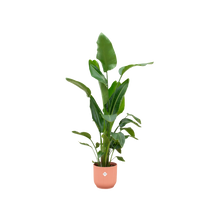 Strelitzia Nicolai | Elho Vibes Fold Round roze