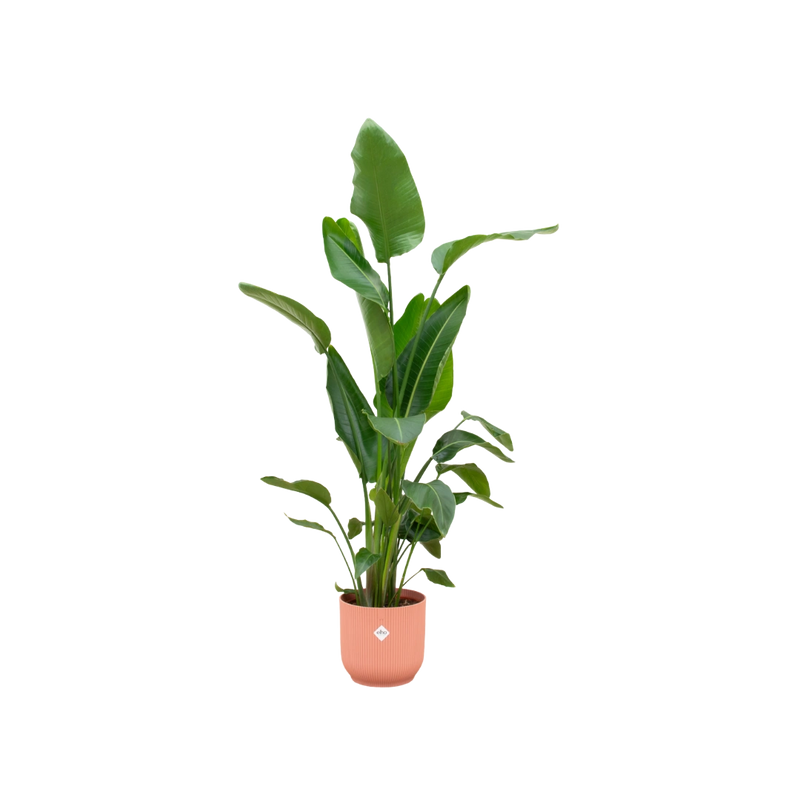 Strelitzia Nicolai | Elho Vibes Fold Round roze