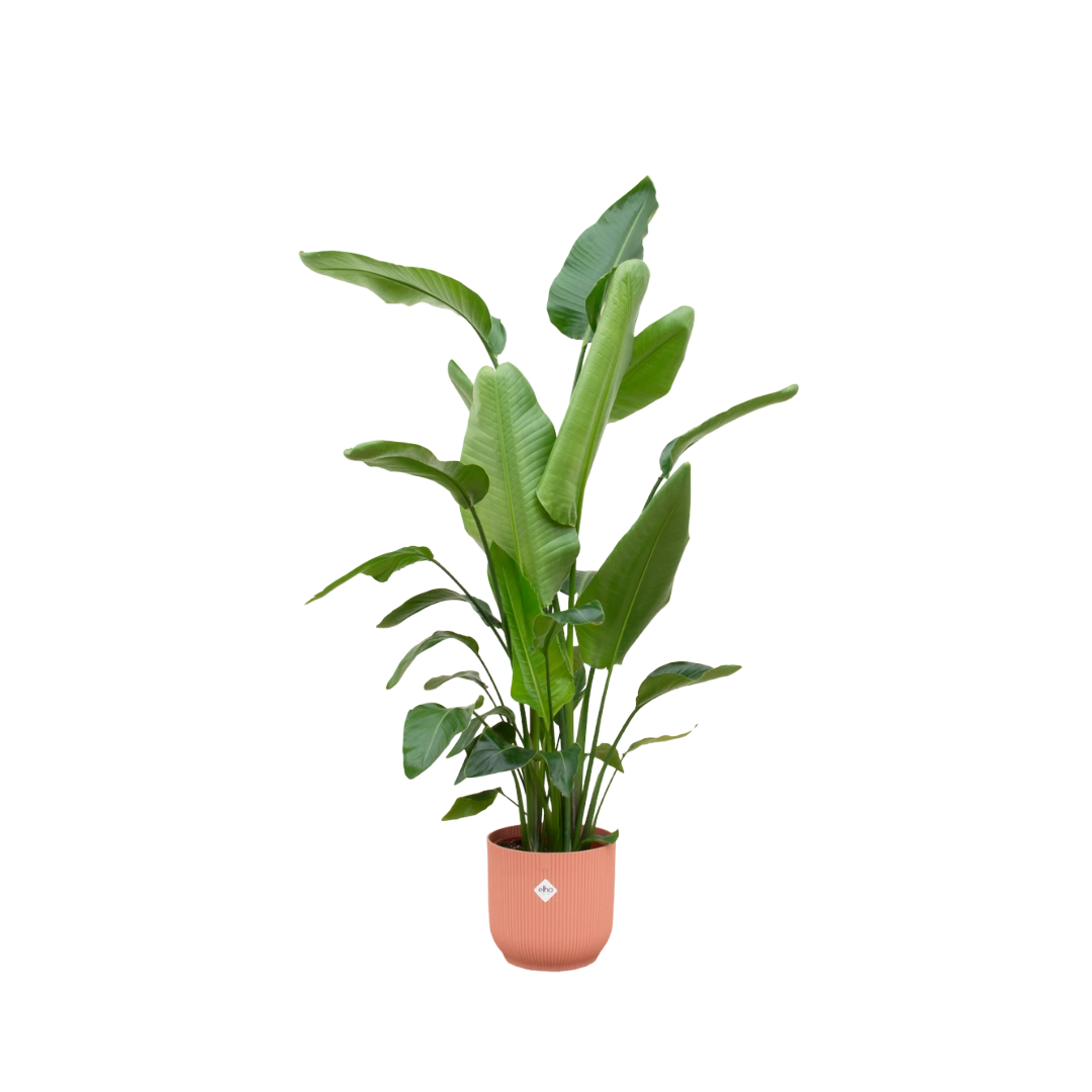 Strelitzia Nicolai | Elho Vibes Fold Round roze
