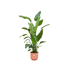 Strelitzia Nicolai | Elho Vibes Fold Round roze
