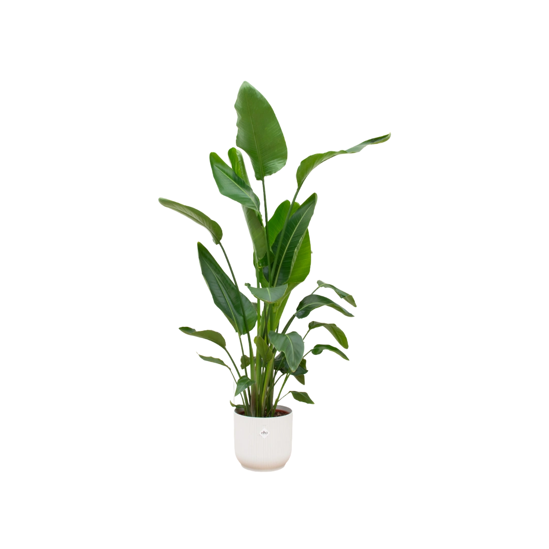 Strelitzia Nicolai | Elho Vibes Fold Round wit