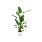 Strelitzia Nicolai | Elho Vibes Fold Round wit