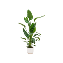 Strelitzia Nicolai | Elho Vibes Fold Round wit