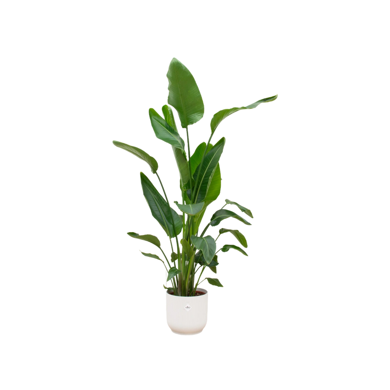 Strelitzia Nicolai | Elho Vibes Fold Round wit