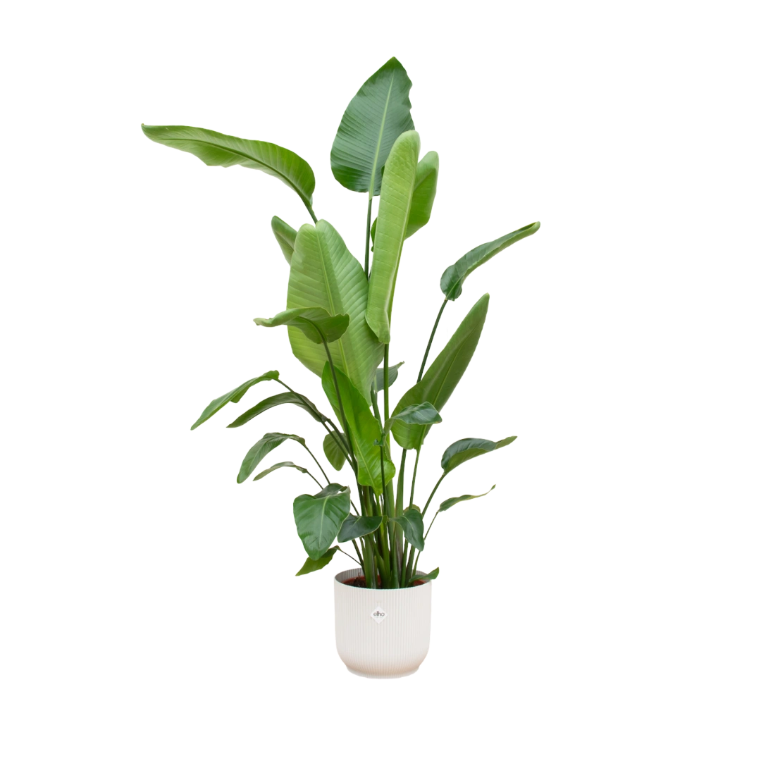 Strelitzia Nicolai | Elho Vibes Fold Round wit