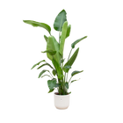 Strelitzia Nicolai | Elho Vibes Fold Round wit