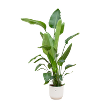 Strelitzia Nicolai | Elho Vibes Fold Round wit