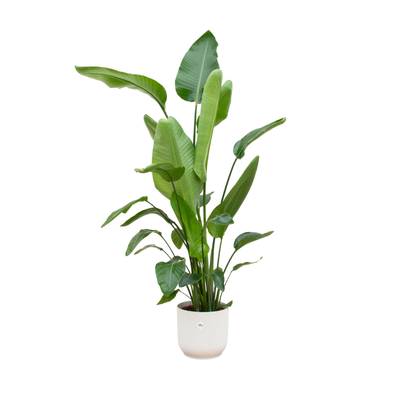 Strelitzia Nicolai | Elho Vibes Fold Round wit