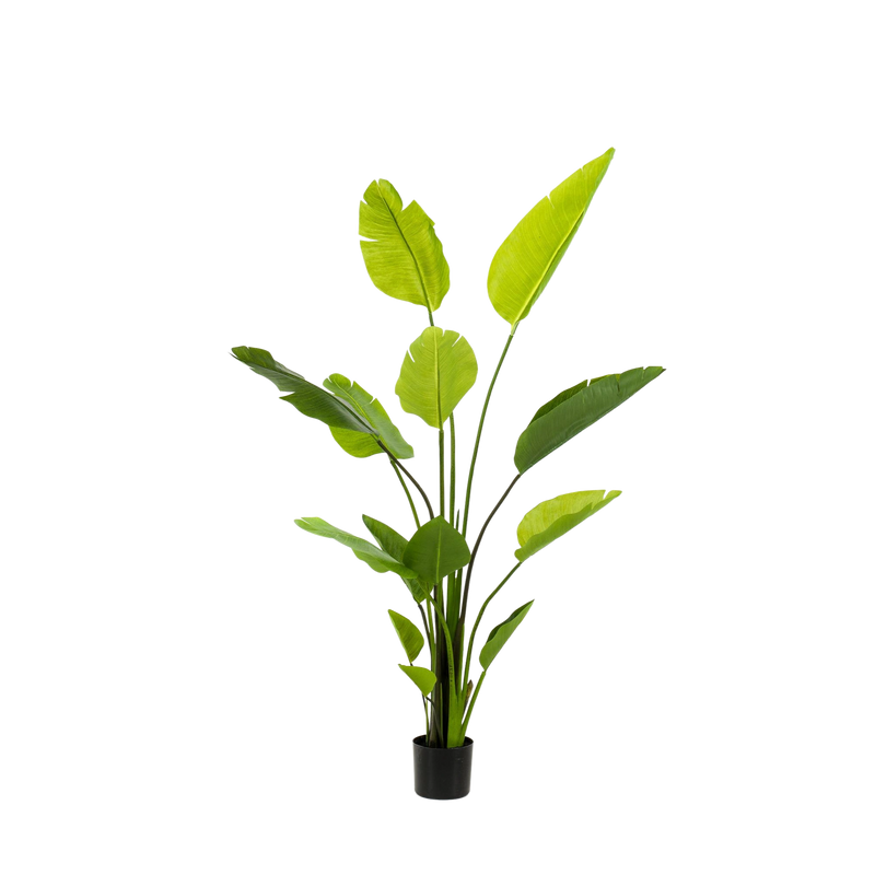 Strelitzia Nicolai Kunstplant (Paradijsvogelbloem)