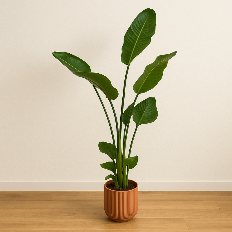 Strelitzia Nicolai | Elho Vibes Fold Round roze