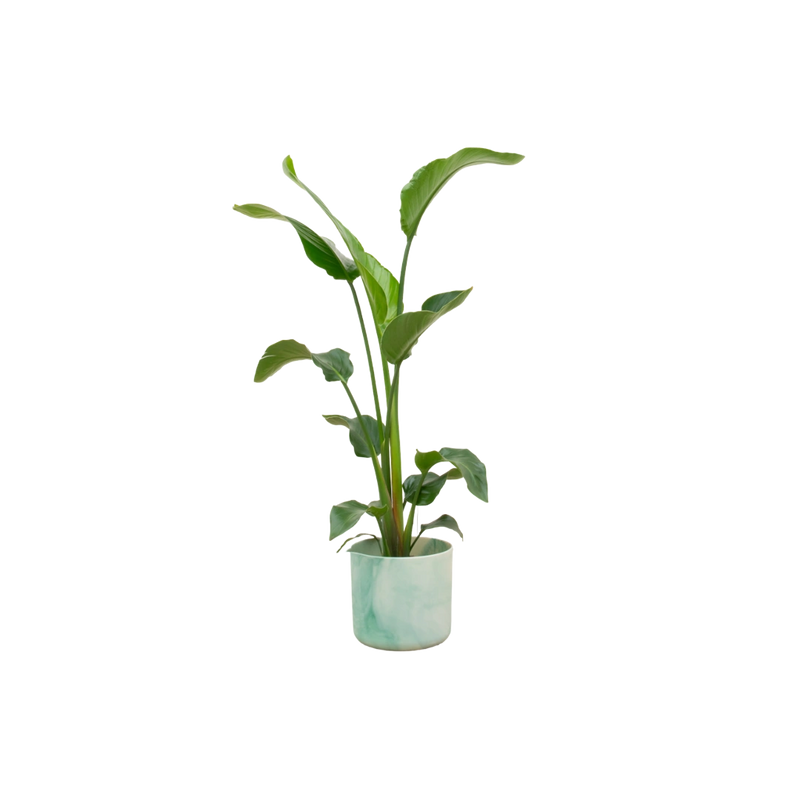 Strelitzia Nicolai – Inclusief elho Ocean Round