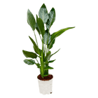 Strelitzia Reginae