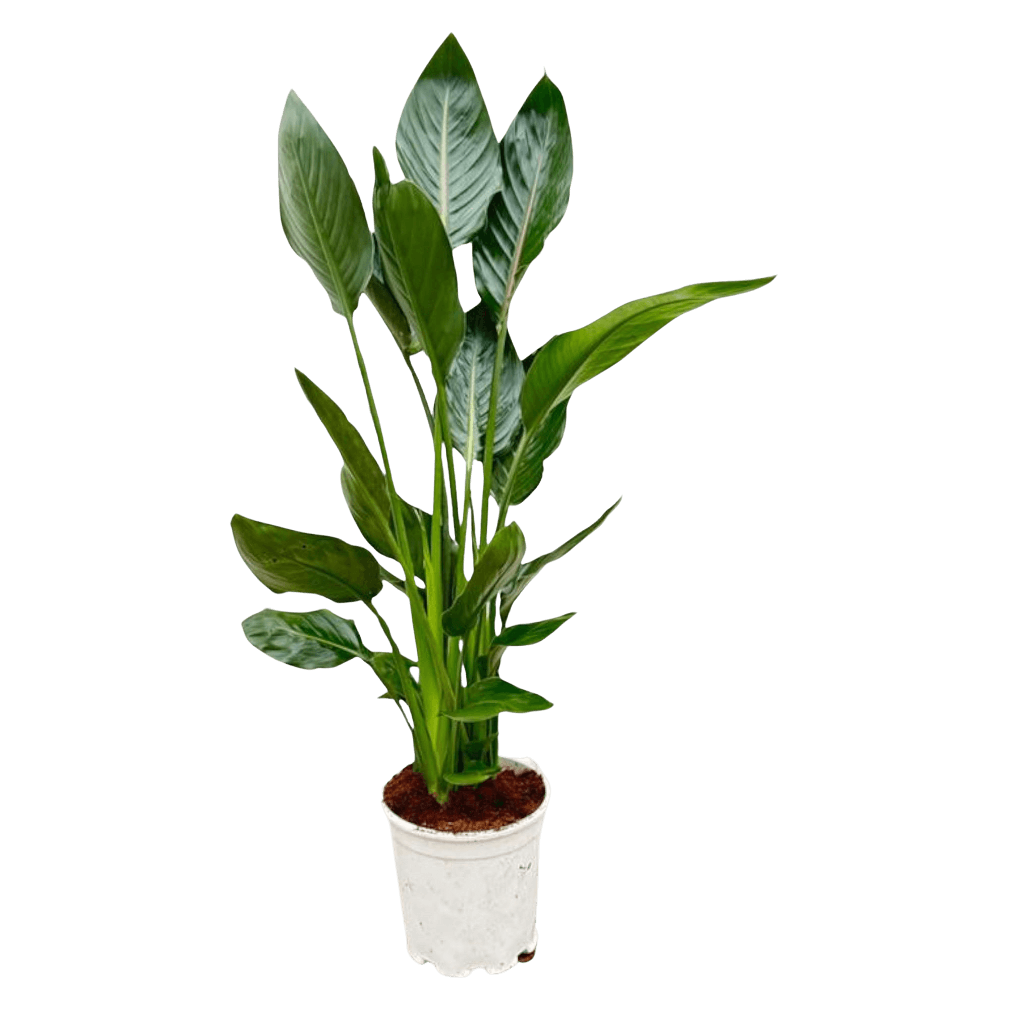 Strelitzia Reginae