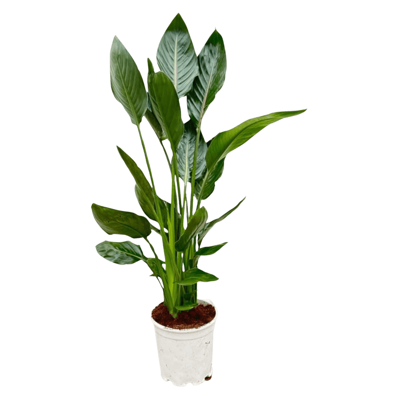 Strelitzia Reginae
