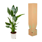 Strelitzia Reginae