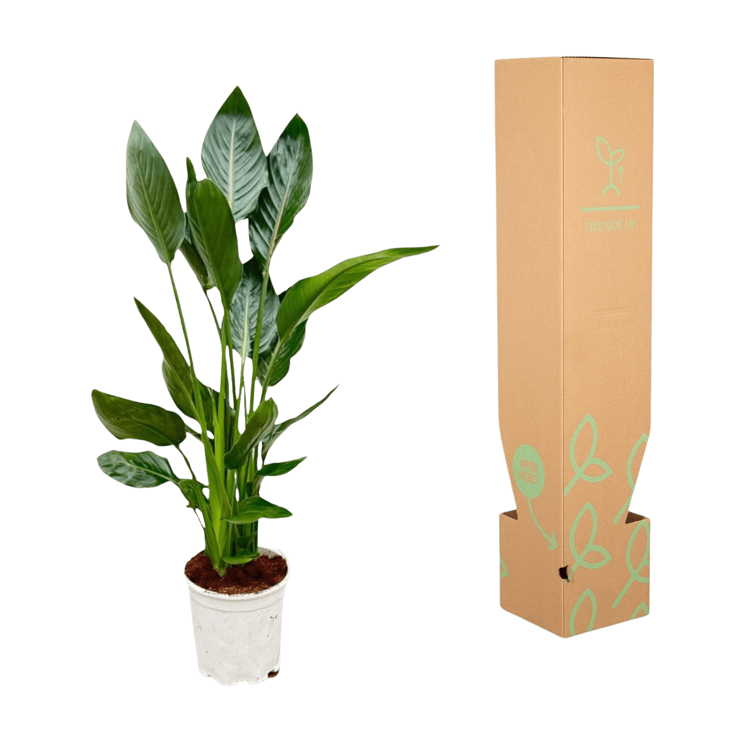 Strelitzia Reginae