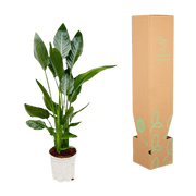 Strelitzia Reginae