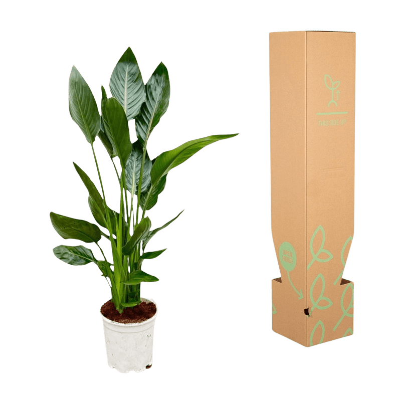 Strelitzia Reginae