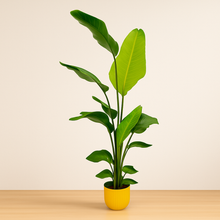 Strelitzia Nicolai | Elho Vibes Fold Round geel