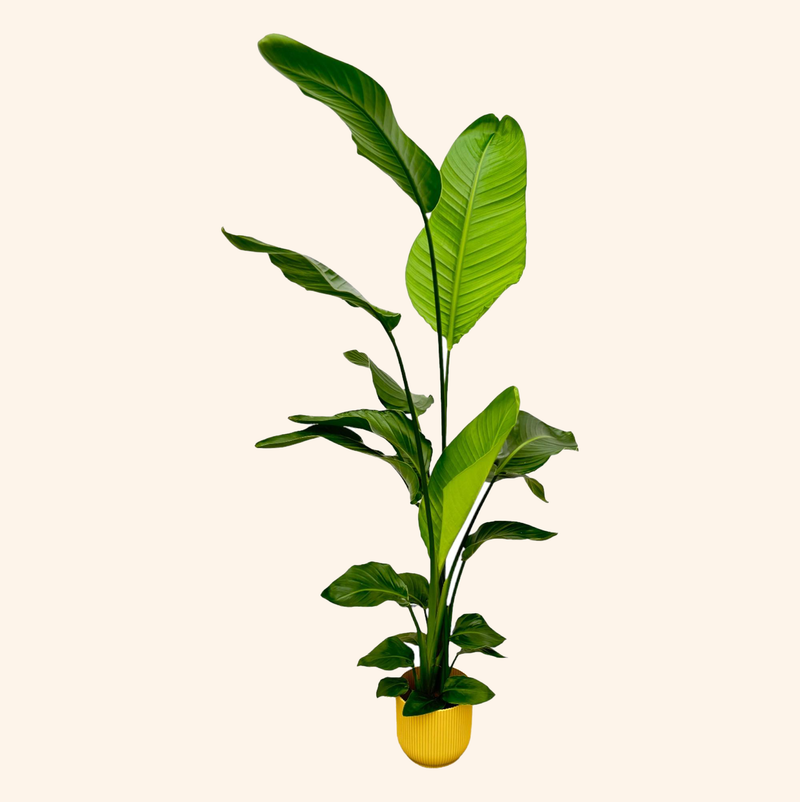 Strelitzia Nicolai | Elho Vibes Fold Round geel
