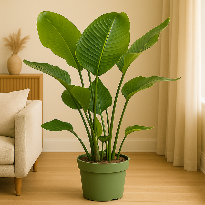 Strelitzia Nicolai | Elho Greenville Round zwart
