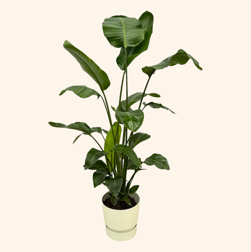 Strelitzia Nicolai | Elho Greenville Round wit