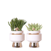 Succulenten set in Le Chic zilver – set van 2