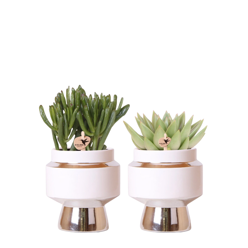Succulenten set in Le Chic zilver – set van 2