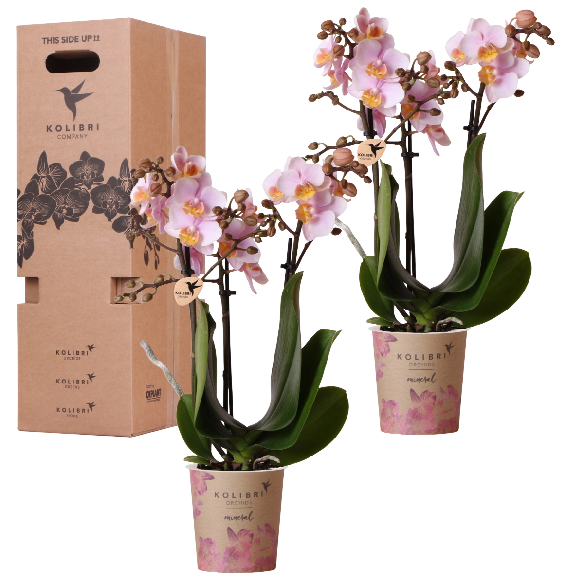 Surprise Box Eenkleurig – 2x Orchidee