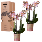 Surprise Box Eenkleurig – 2x Orchidee