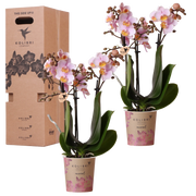 Surprise Box Eenkleurig – 2x Orchidee