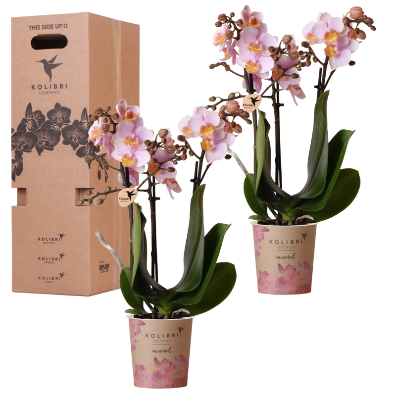 Surprise Box Eenkleurig – 2x Orchidee