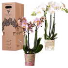 Surprise Box Mix – 2x Orchidee Everspring