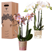Surprise Box Mix – 2x Orchidee Everspring